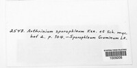 Arthrinium sporophleum image